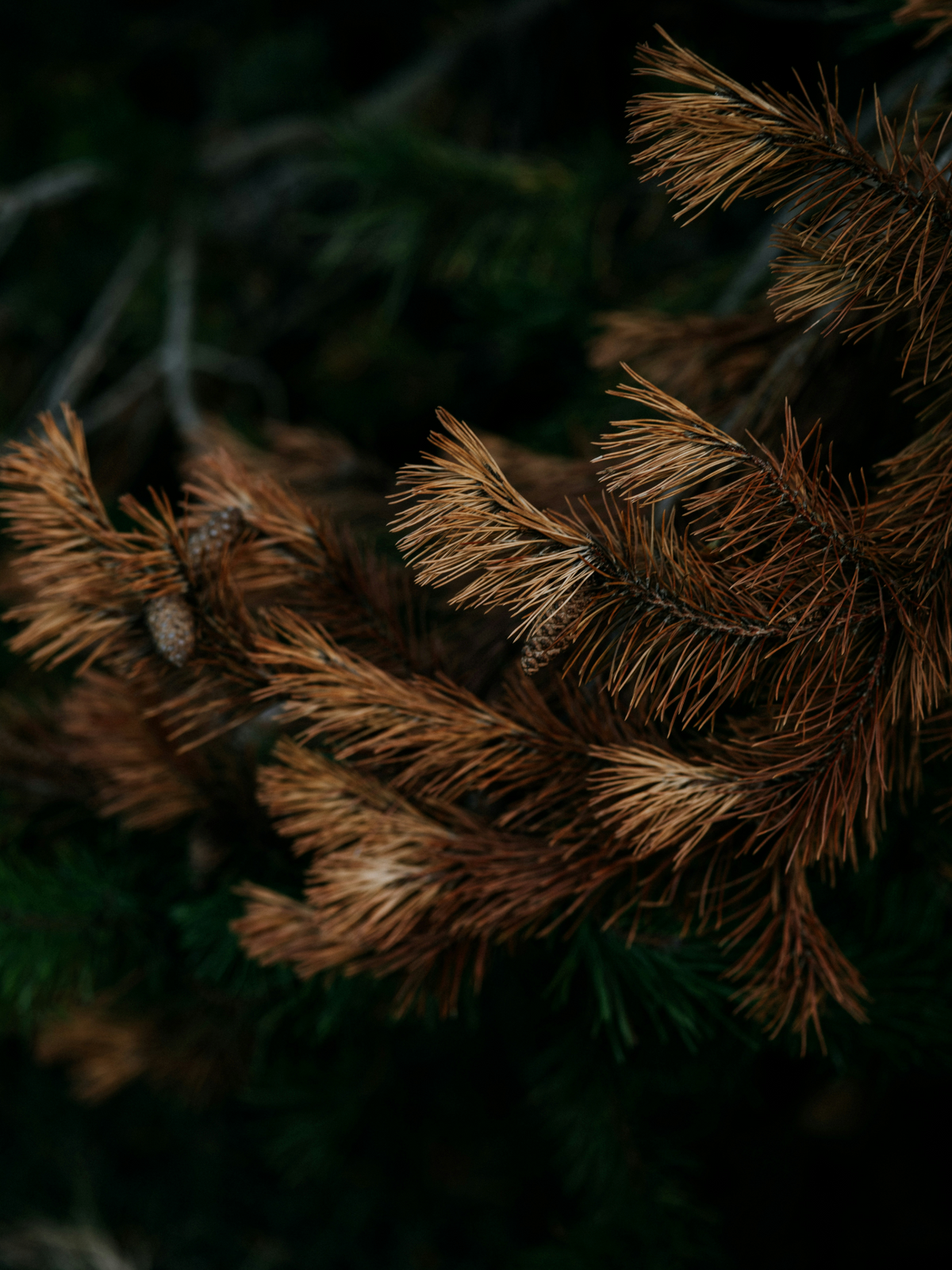 Cinnamon & Pine 12 oz scented candle