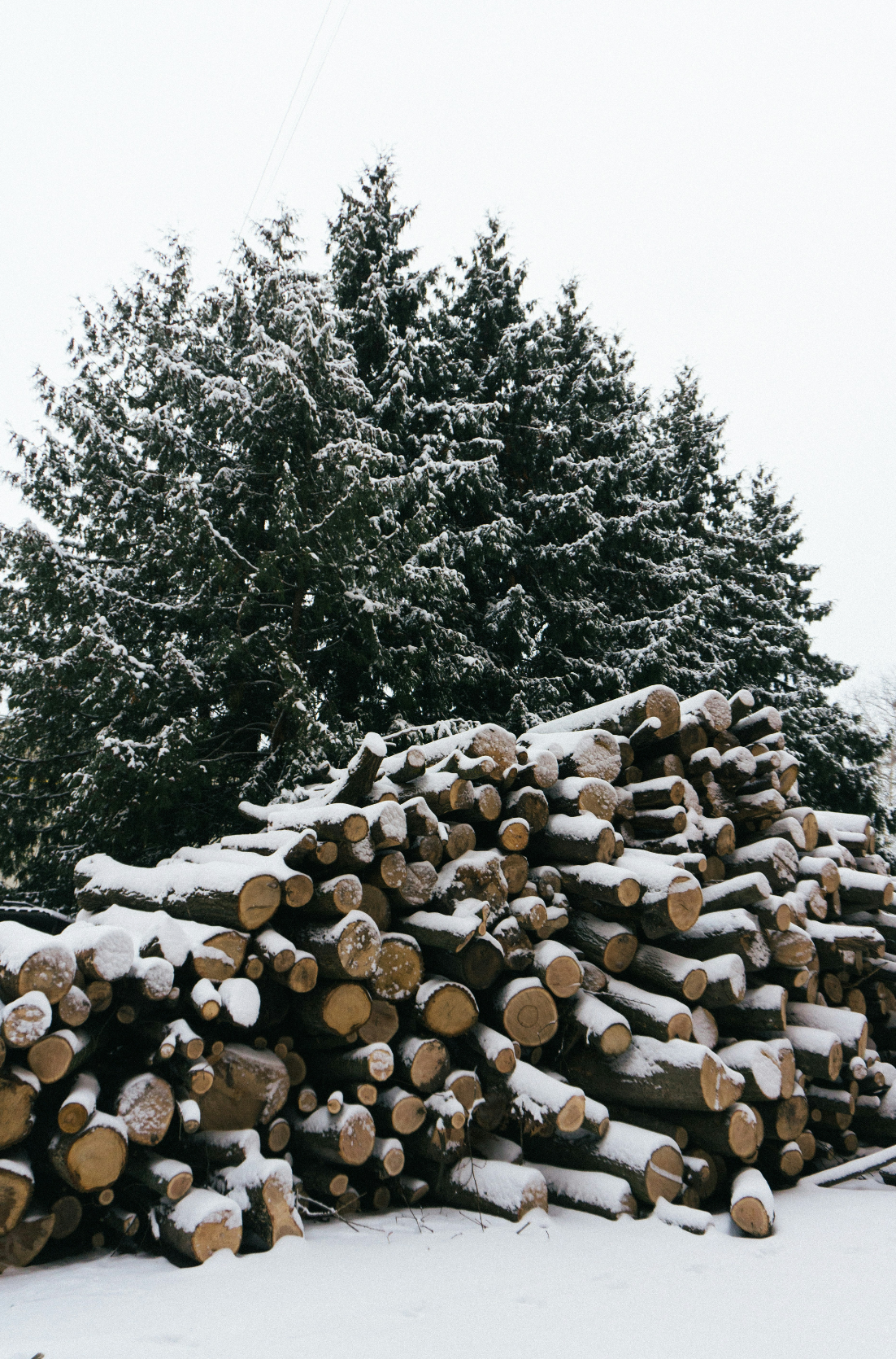 Firewood & Silver Fir 12 oz scented candle
