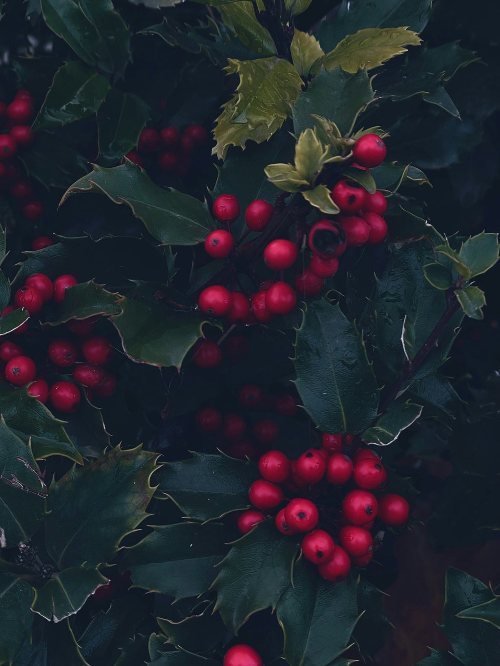 Holly Berry 12 oz scented candle