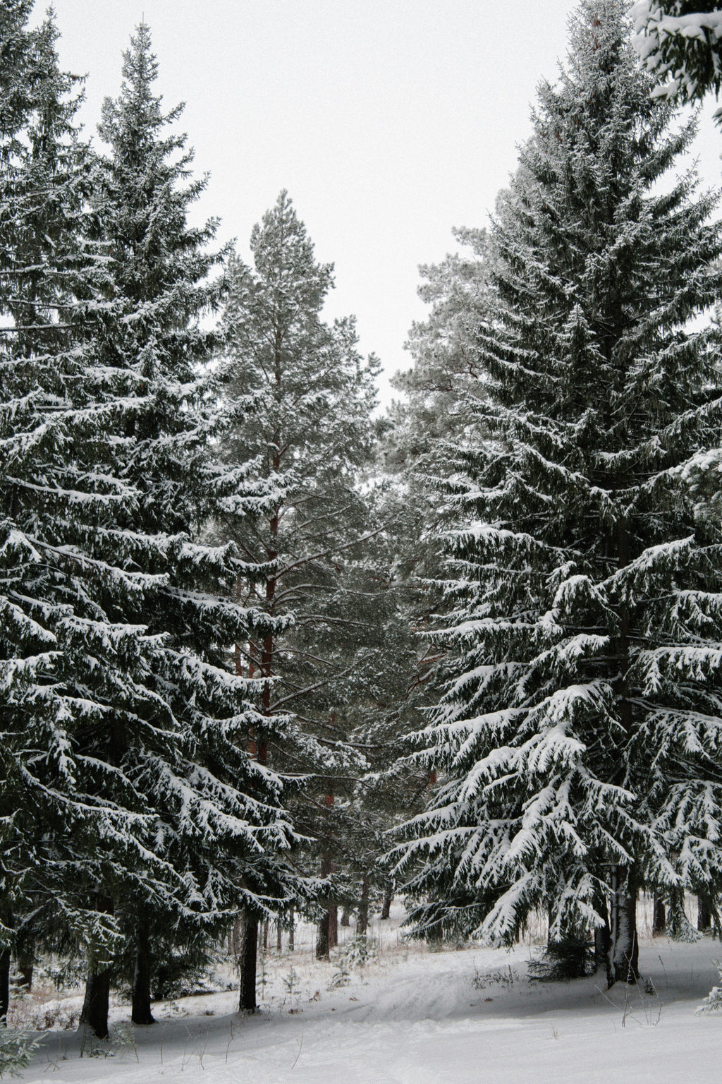 Winter Pine 15.2 oz Liquid Hand Soap
