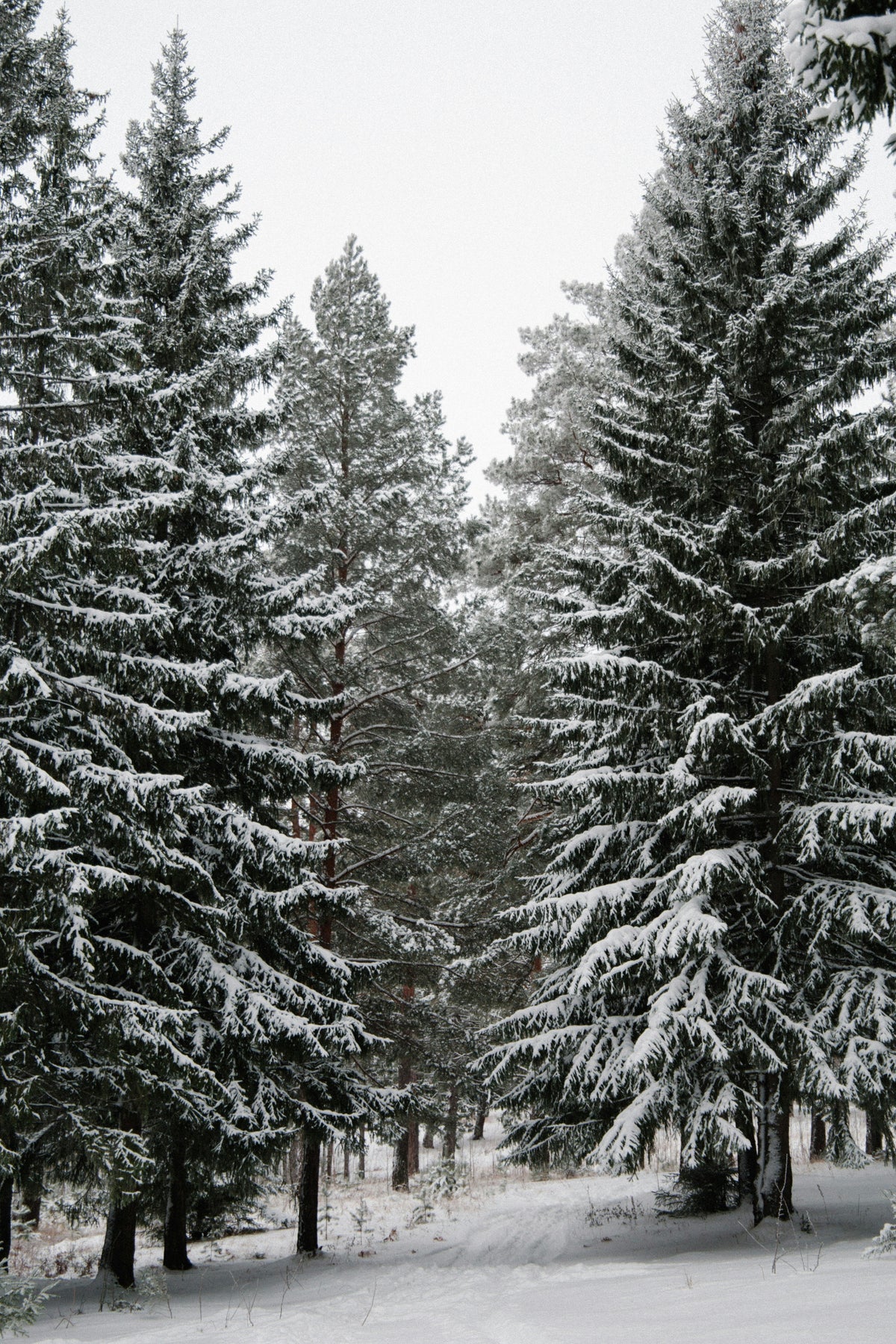 Winter Pine 15.2 oz Liquid Hand Soap